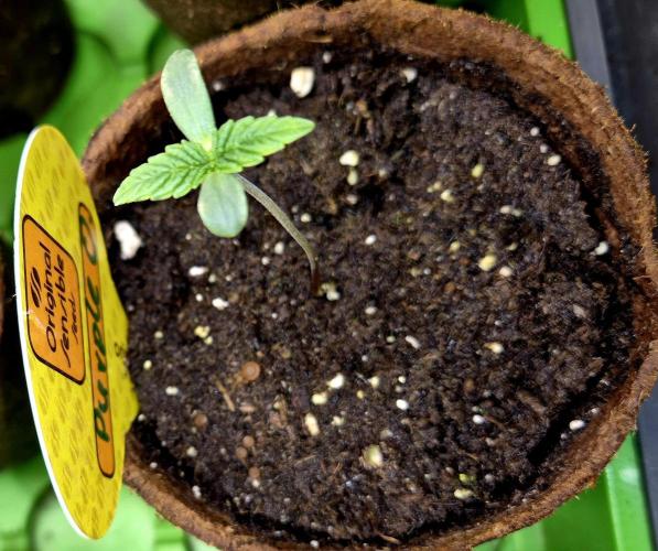 Purple overload (CCG) Sensible Seeds. Week 1