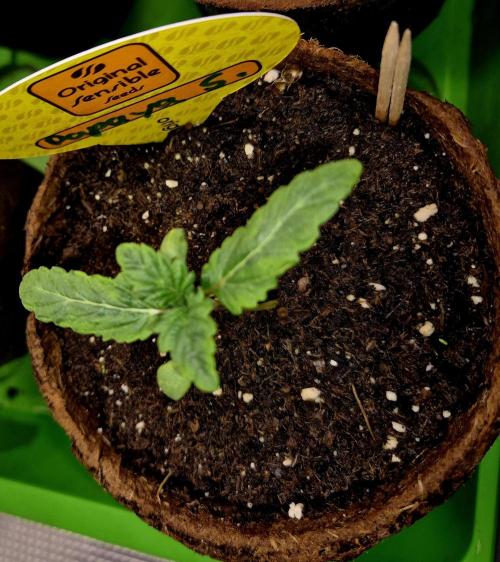 Papaya Stank (CCG) Sensible Seeds. Week 1