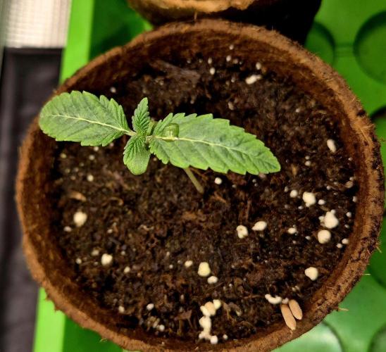 Papaya Stank (CCG) Sensible Seeds. Week 1