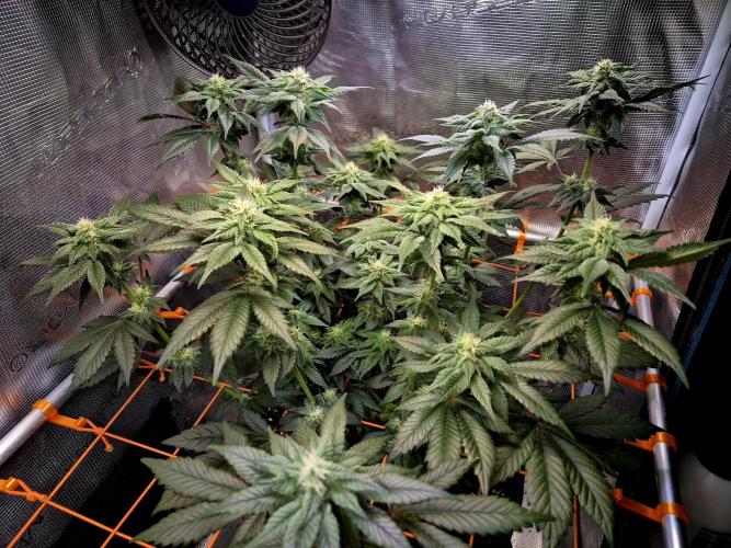 Rainbow Hitter. Week 11