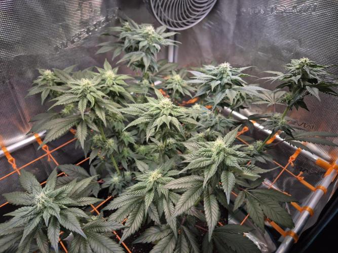 Rainbow Hitter. Week 11