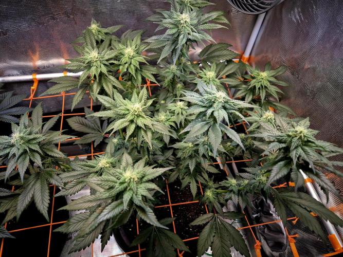 Rainbow Hitter. Week 11