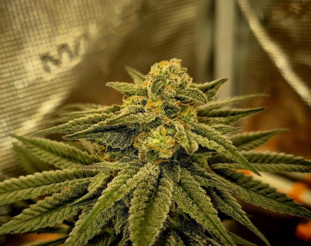 Cream Mandarine main lining. Week 15