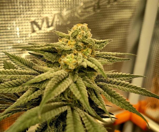 Cream Mandarine main lining. Week 15