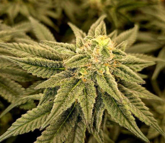 Cream Mandarine main lining. Week 15