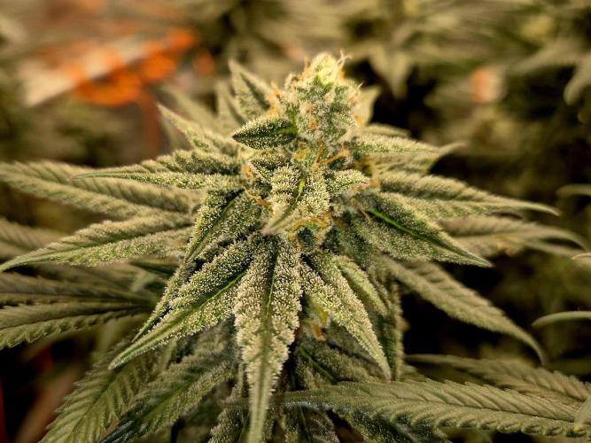 Cream Mandarine main lining. Week 15