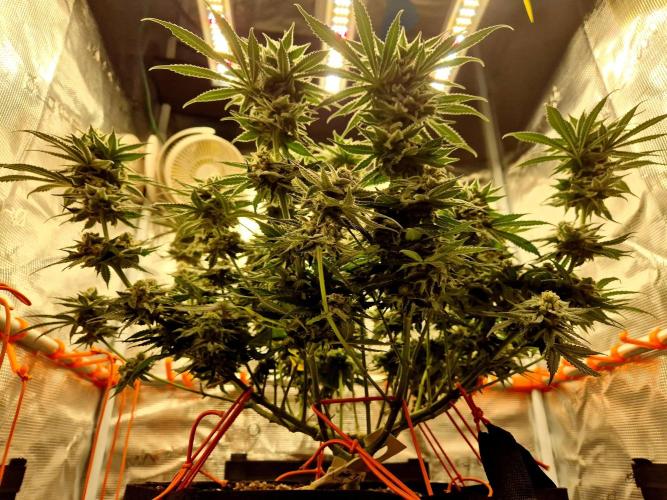 Cream Mandarine main lining. Week 15