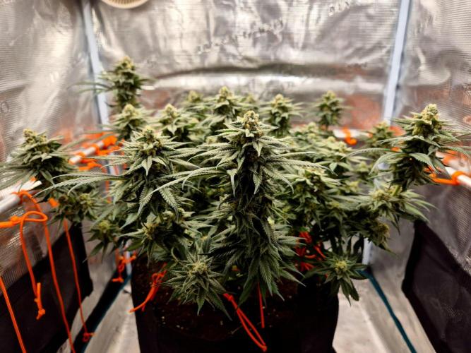 Cream Mandarine main lining. Week 15