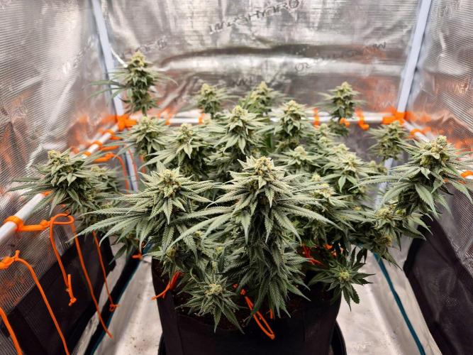 Cream Mandarine main lining. Week 15