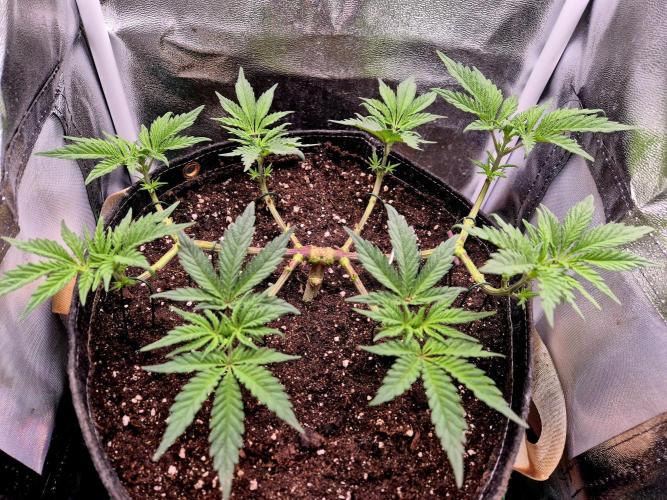 The Gassy one (no Contest). Week 8