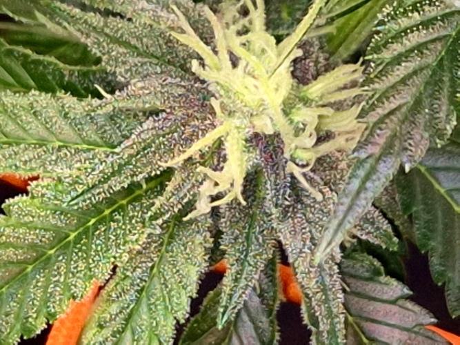 F026 - The Tropical Ice Cream One (USA). Week 11