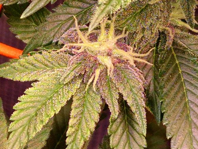 F026 - The Tropical Ice Cream One (USA). Week 11