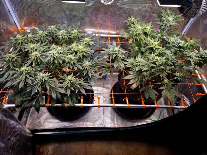 F026 - The Tropical Ice Cream One (USA). Week 11