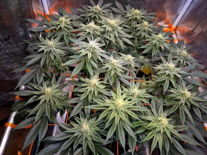 F026 - The Tropical Ice Cream One (USA). Week 11