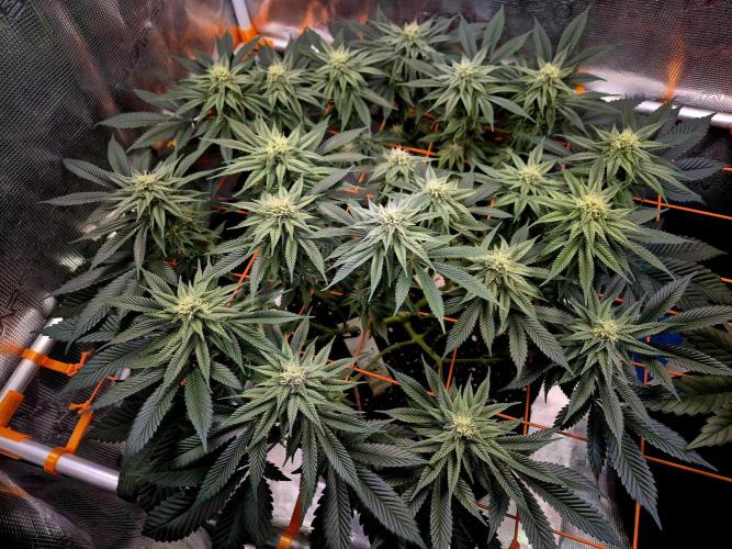 F026 - The Tropical Ice Cream One (USA). Week 11