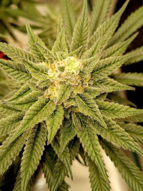 Cream Mandarine main lining. Week 15