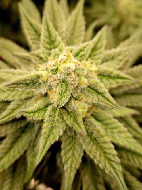 Cream Mandarine main lining. Week 15