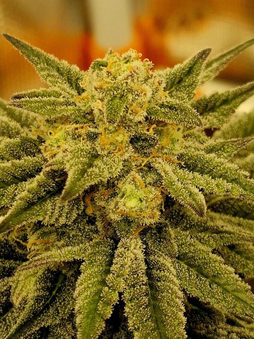 Cream Mandarine main lining. Week 15