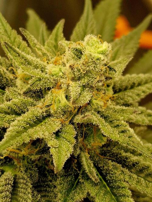 Cream Mandarine main lining. Week 15