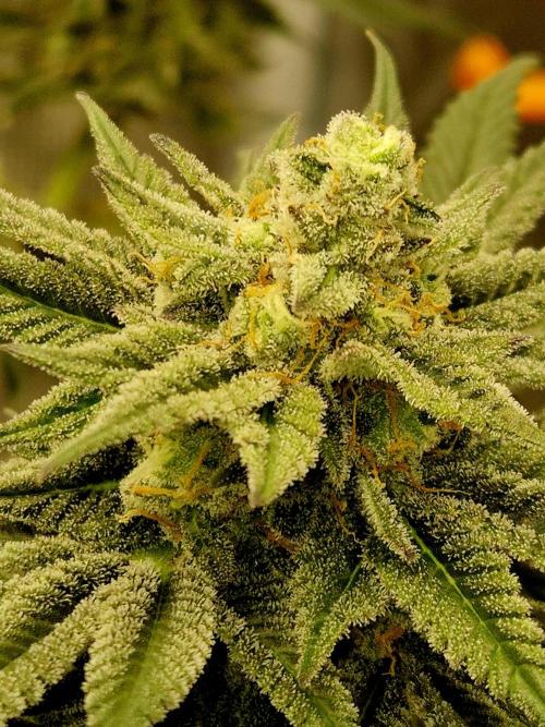 Cream Mandarine main lining. Week 15