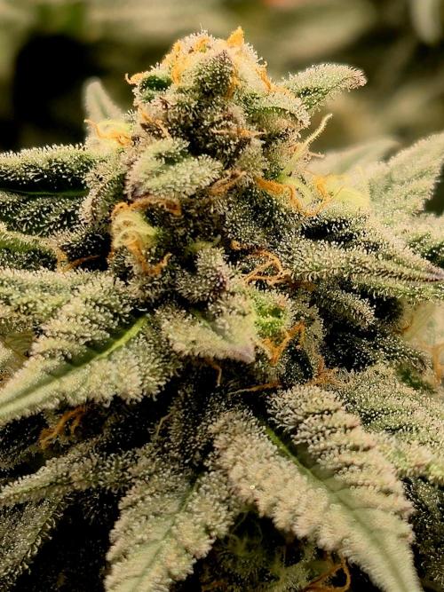 Cream Mandarine main lining. Week 15