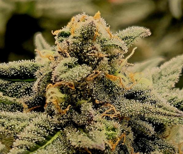 Cream Mandarine main lining. Week 15