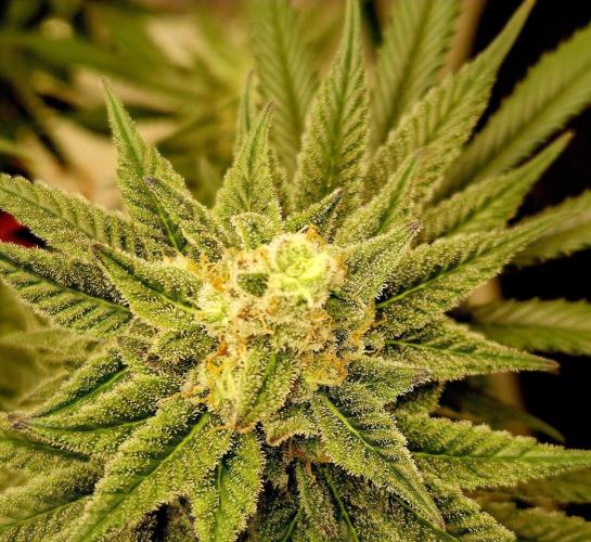 Cream Mandarine Fast Version®. Week 15