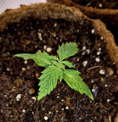 Blueberry Bubblegum. Week 1