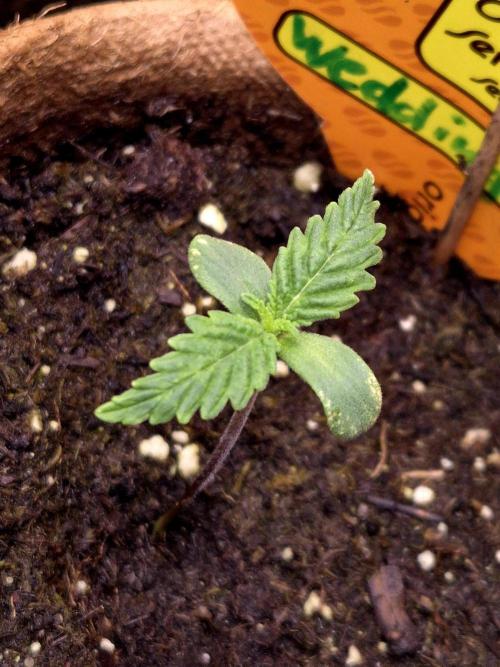 Wedding Cake (CCG) Sensible Seeds. Week 1