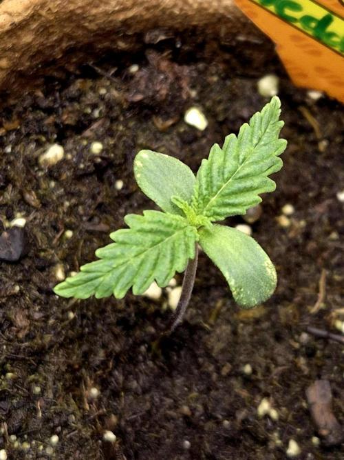 Wedding Cake. Week 1