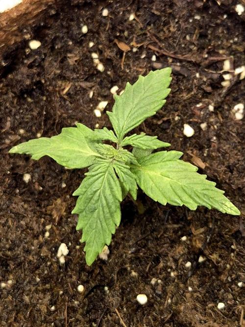 Blueberry Bubblegum. Week 1