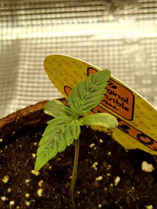 Purple overload (CCG) Sensible Seeds. Week 1