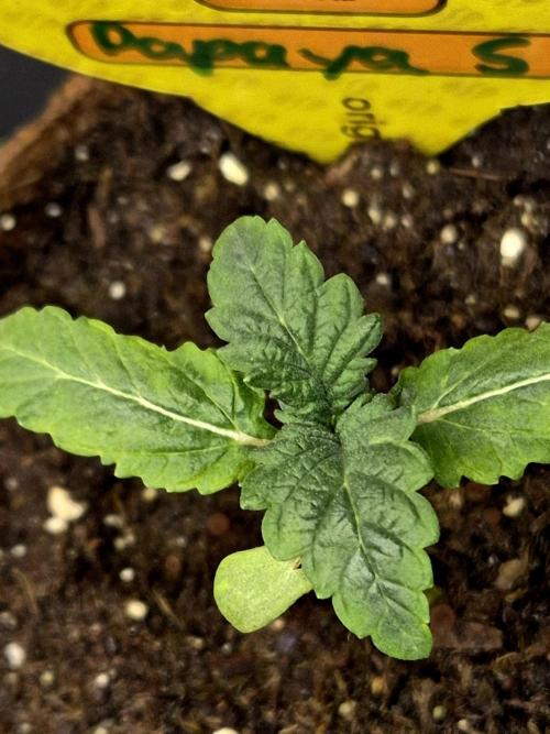 Papaya Stank (CCG) Sensible Seeds. Week 1