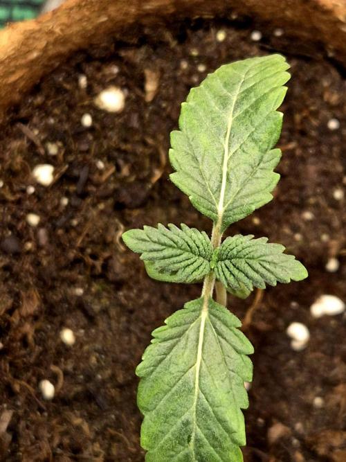 Papaya Stank (CCG) Sensible Seeds. Week 1