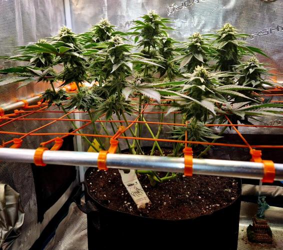 F026 - The Tropical Ice Cream One (USA). Week 11