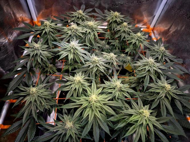 F026 - The Tropical Ice Cream One (USA). Week 11