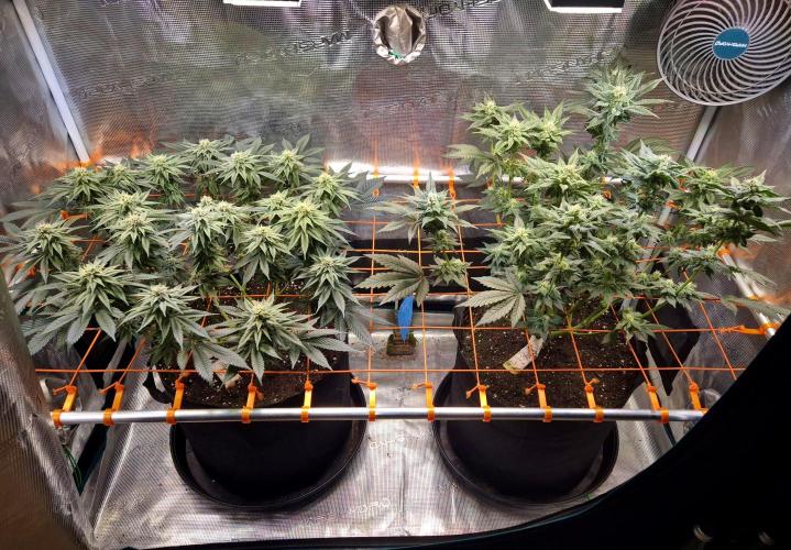 F026 - The Tropical Ice Cream One (USA). Week 11