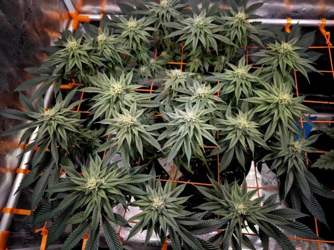 F026 - The Tropical Ice Cream One (USA). Week 11