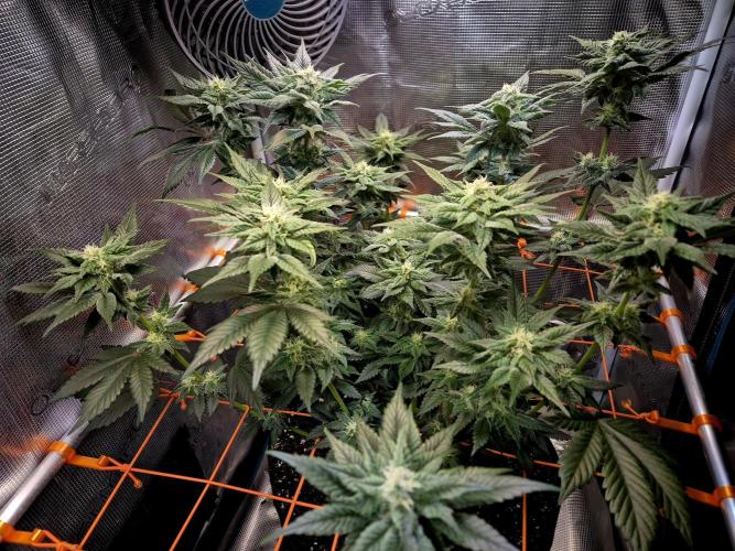 Rainbow Hitter. Week 11
