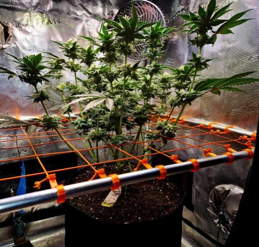 Rainbow Hitter. Week 11