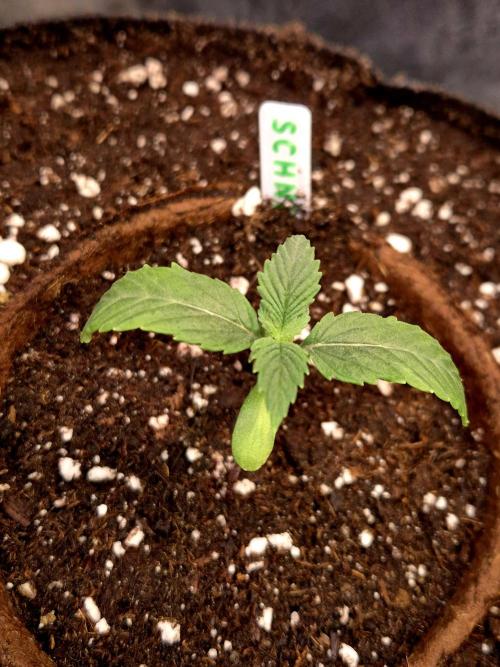 Pink Rozay Original Sensible Seeds. Week 2