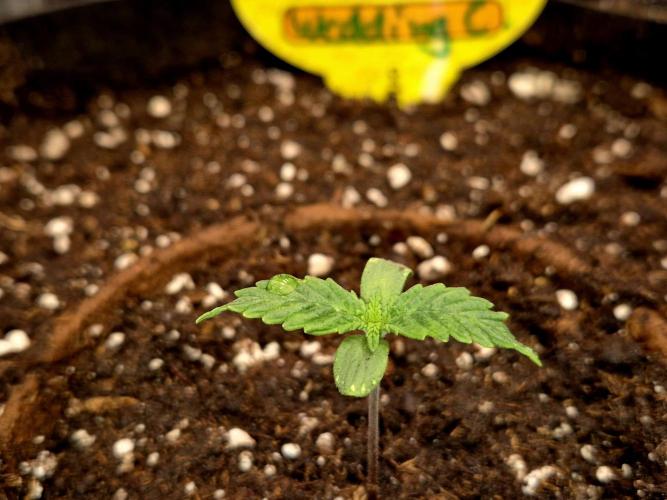 Wedding Cake (CCG) Sensible Seeds. Week 2