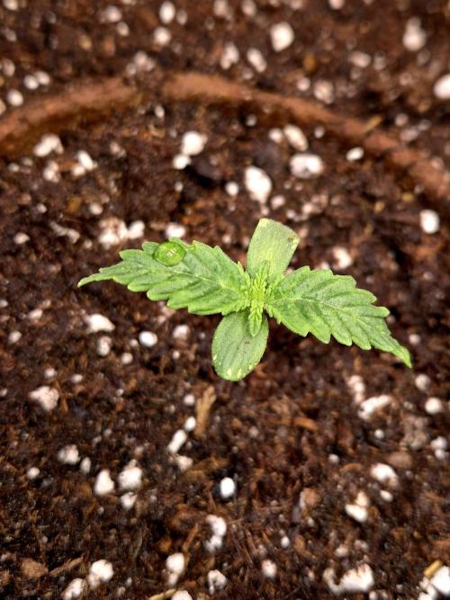Wedding Cake. Week 2