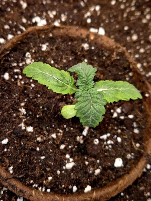 Papaya Stank (CCG) Sensible Seeds. Week 2