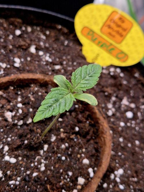 Purple overload (CCG) Sensible Seeds. Week 2