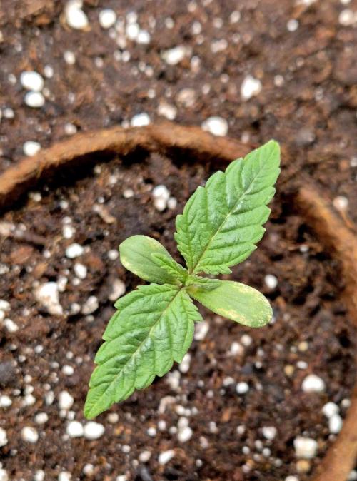 Purple overload (CCG) Sensible Seeds. Week 2