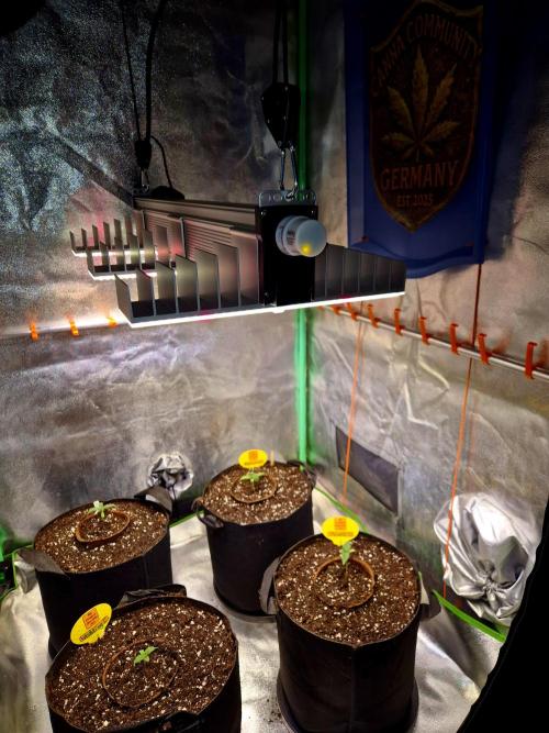 Purple overload (CCG) Sensible Seeds. Week 2