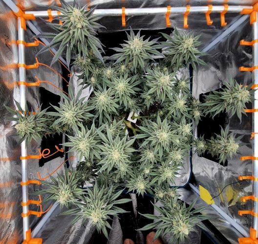 Cream Mandarine main lining. Week 15