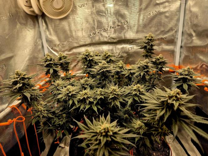 Cream Mandarine main lining. Week 15