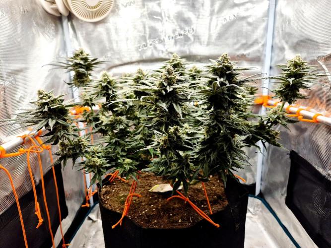 Cream Mandarine main lining. Week 15